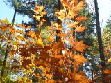 121028 Wandeling Ede Wageningen (08)